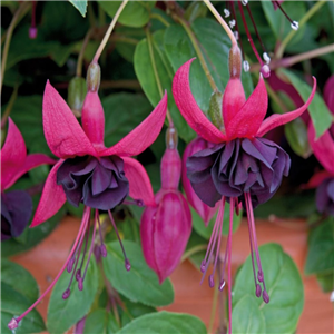 Fuchsia (Bush) Blackie