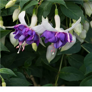 Fuchsia (trailing) Deep Purple