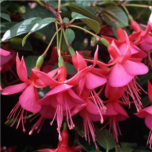 Fuchsia (Bush) Display