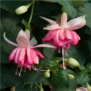 Fuchsia (Trailing) Kit Oxtoby