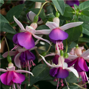 Fuchsia (Trailing) La Campanella