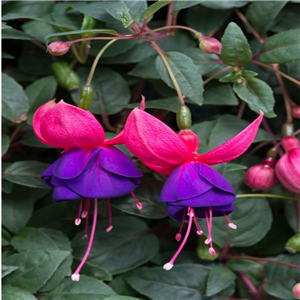 Fuchsia (Trailing) Purple Fountain