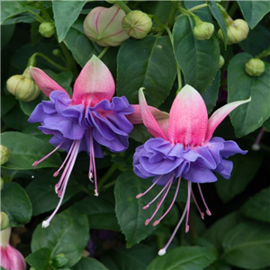 Fuchsia (Trailing) Cecile