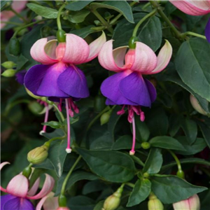 Fuchsia (Bush) Turkish Delight