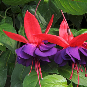 Fuchsia (trailing) Voodoo