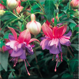 Fuchsia (Bush) Winston Churchill