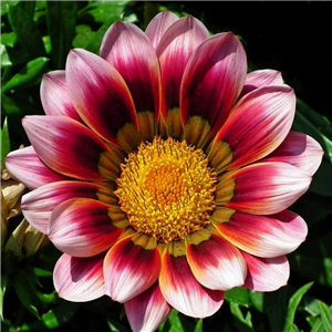 Gazania Mixed