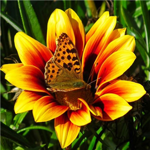 Gazania Mixed