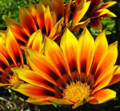 Gazania Mixed