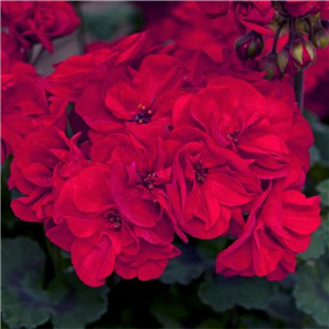 Geranium (Upright) Castello Bernd Dark Red