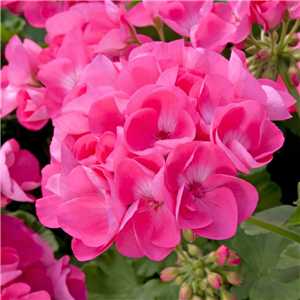 Geranium (Upright) Designer Hot Pink