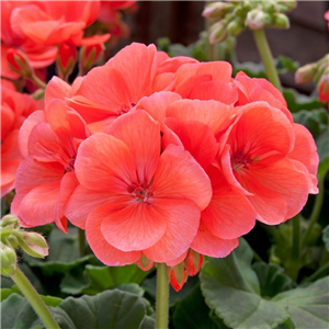 Geranium (Upright) Designer Salmon