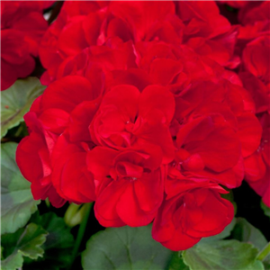 Geranium (Upright) Designer Scarlet