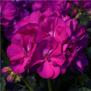 Geranium (Upright) Eco Merle Purple