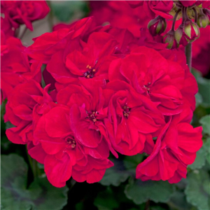 Geranium (Upright) Fantasia Dark Red