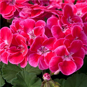 Geranium (Upright) Fantasia Red Heart