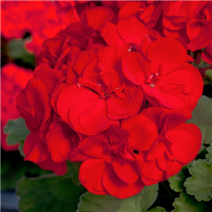 Geranium (Upright) Fantasia Scarlet