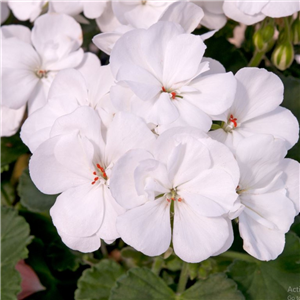 Geranium (Upright) Fantasia White