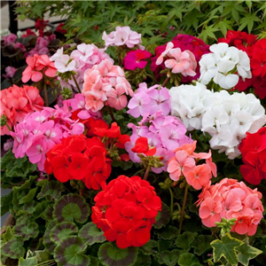 Geranium (Upright) Horizon Shadow Mixed