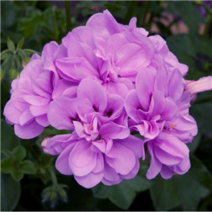 Geranium (Trailing) Medio Teske Lavender