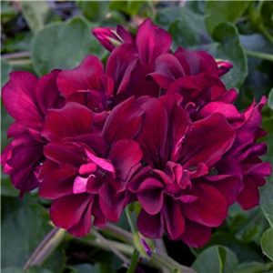 Geranium (Trailing) Moonflair Burgundy