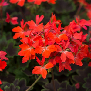 Geranium (Upright) Pelgardini Chocolate