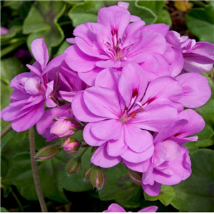 Geranium (Trailing) Precision Amethyst