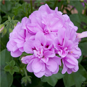 Geranium (Trailing) Precision Bright Lilac