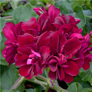 Geranium (Trailing) Precision Burgundy Red