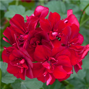 Geranium (Trailing) Precision Red