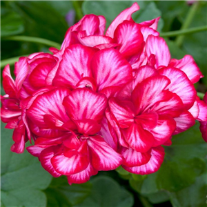 Geranium (Trailing) Precision Red Bicolour