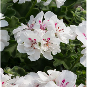 Geranium (Trailing) Precision White