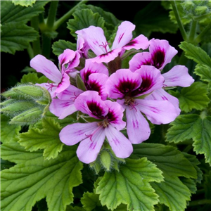 Geranium (Scented) Orange Fizz