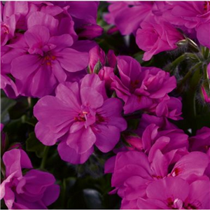 Geranium (Trailing) Sunflair Amethyst