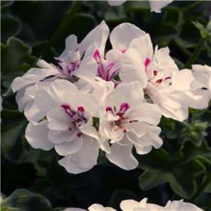 Geranium (Trailing) Sunflair Eva White