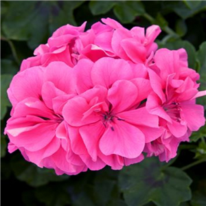 Geranium (Trailing) Sunflair Linda Pink