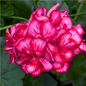 Geranium (Trailing) Sunflair Lollipop Chris Red