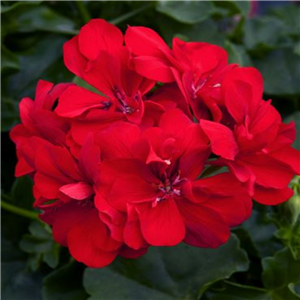 Geranium (Trailing) Sunflair Paula Red