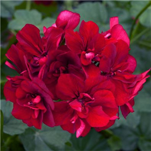 Geranium (Trailing) Sunflair Ruben Dark Red