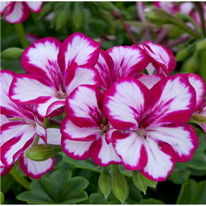 Geranium (Trailing) Supreme Burgundy White