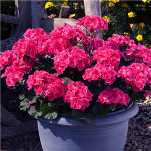 Geranium (Upright) Castello Tammo Rose Eye