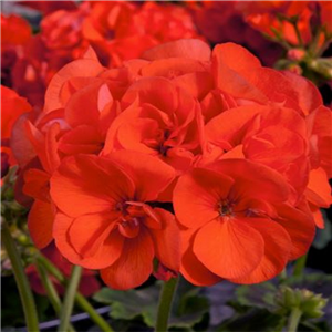 Geranium (Upright) Trend Emilia Orange