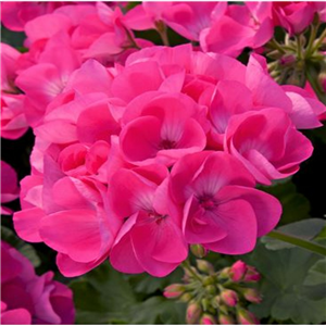 Geranium (Upright) Trend Hanna Hot Pink