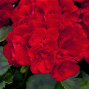 Geranium (Upright) Trend Julia Red