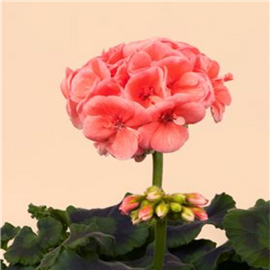 Geranium (Upright) Trend Salmon