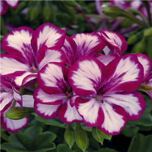 Geranium (Trailing) Viletta Burgundy White