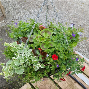 Ready Made Hanging Basket