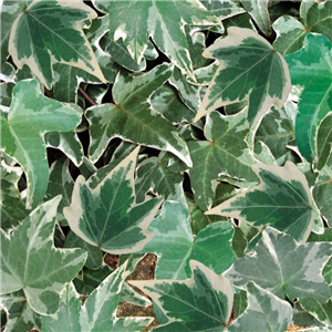 Hedera Silver Mix