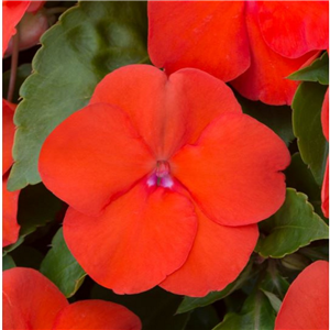 Impatiens Beacon Orange