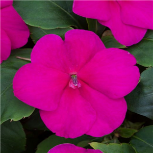 Impatiens Beacon Bright Red